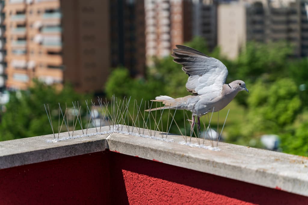 barrera anti palomas Galicia Solupic